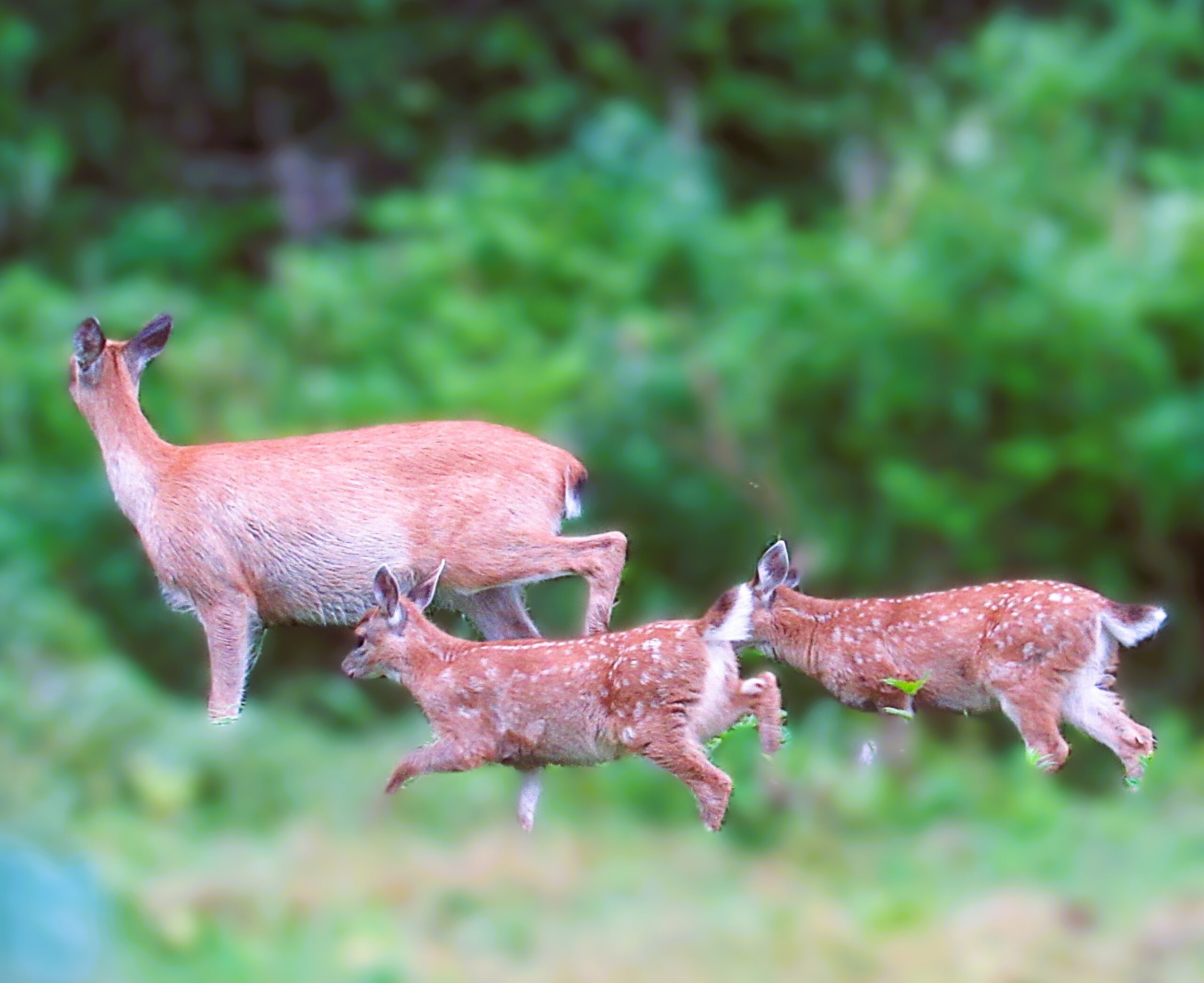 A doe and her three fawns walking together in a green forest.
