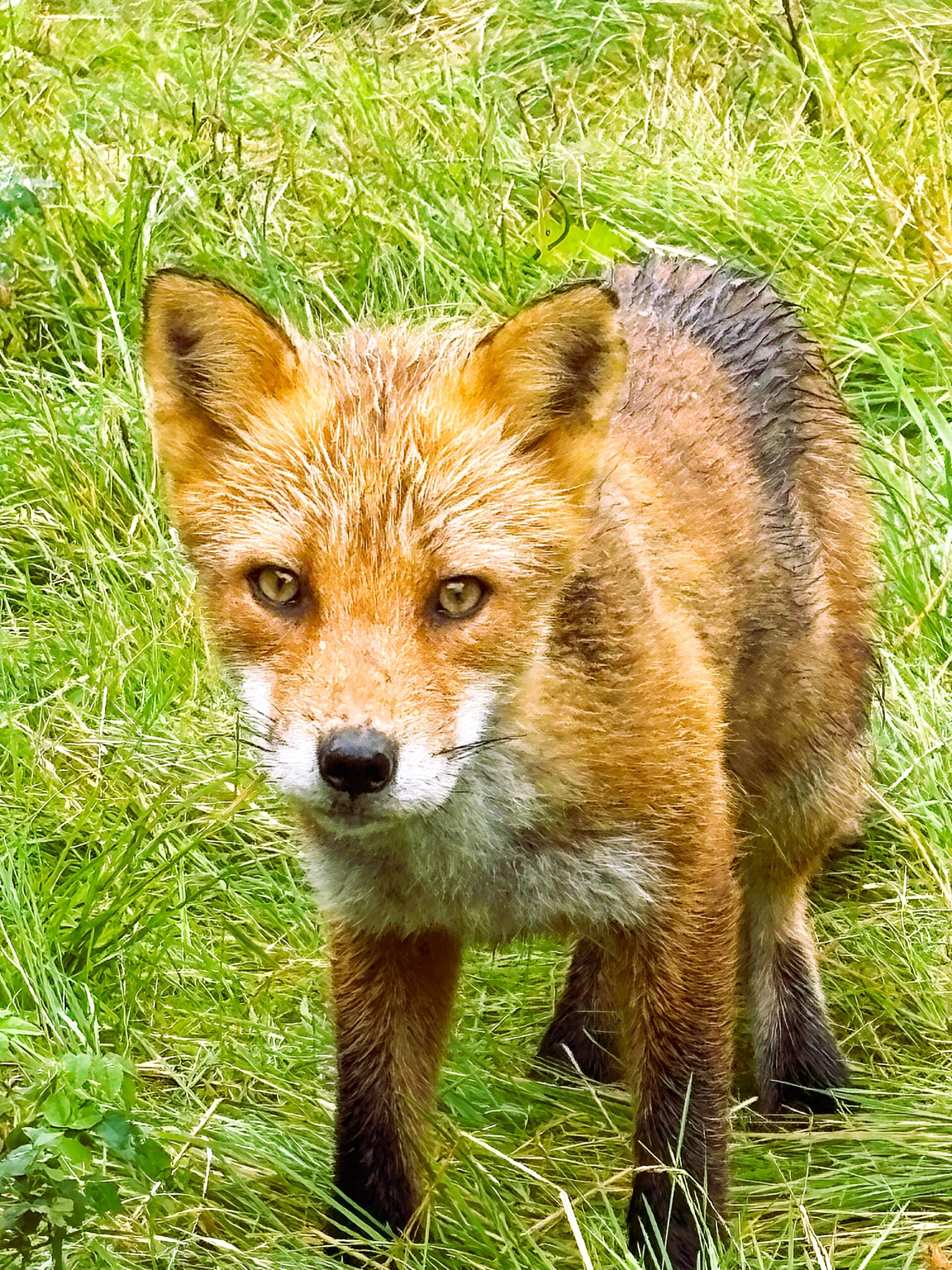A curious red fox standing on green grass.